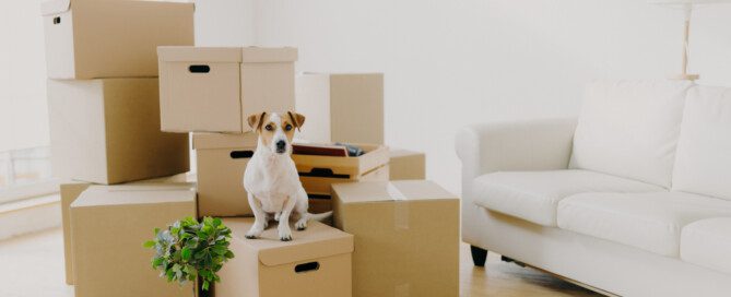 moving with a pet