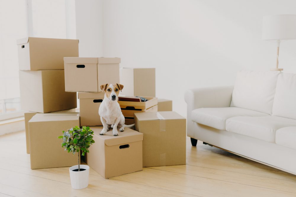 moving with a pet