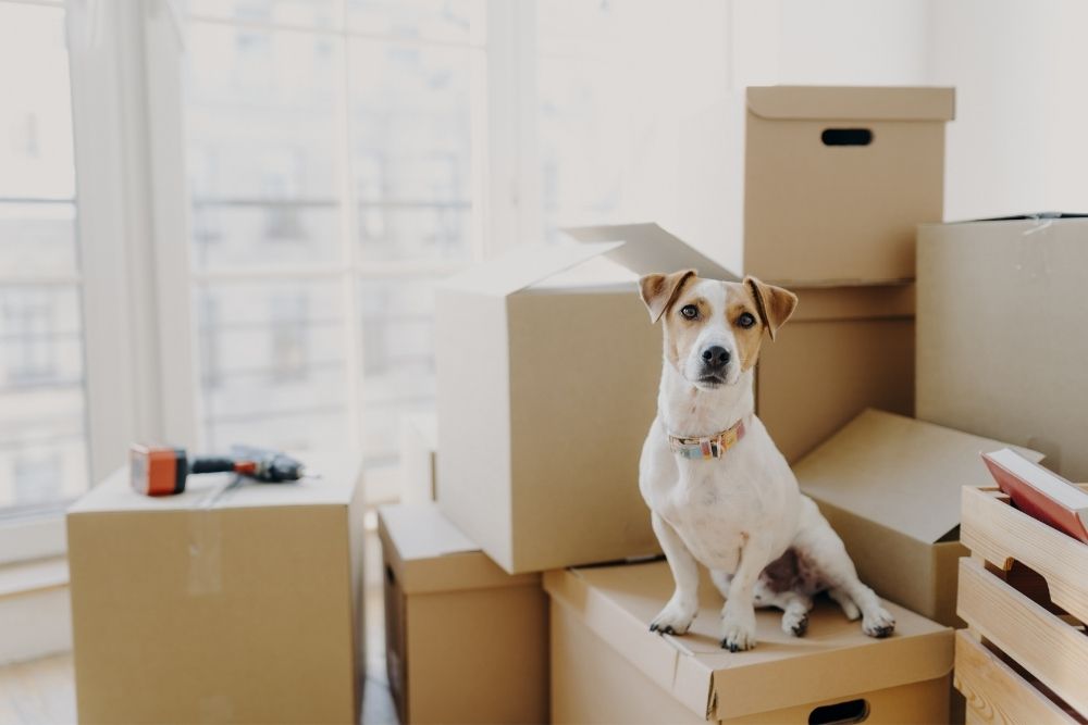 A Simple Guide to Moving Long-Distance With Pets